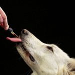Harnessing the Power of Dog CBD Tincture
