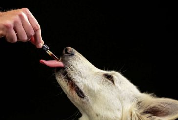 Harnessing the Power of Dog CBD Tincture